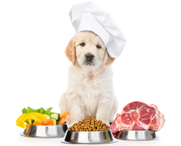 Vegetarische Kost rundet die Hundeernaehrung ab