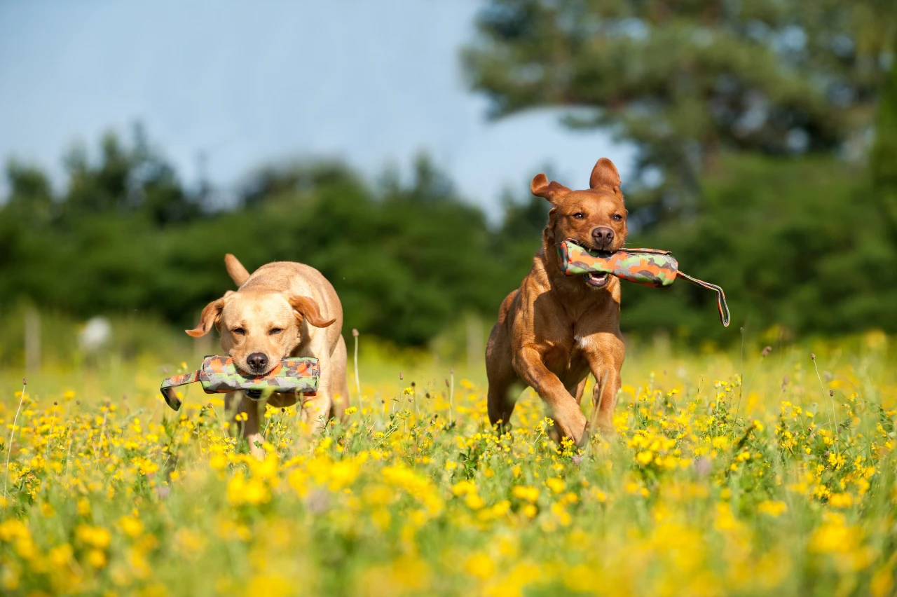 Markierapport ist das Dummytraining nur über die Augen und Signalgebung Markierapport Dummytraining mit zwei Hunden, die über eine Wiese rennen