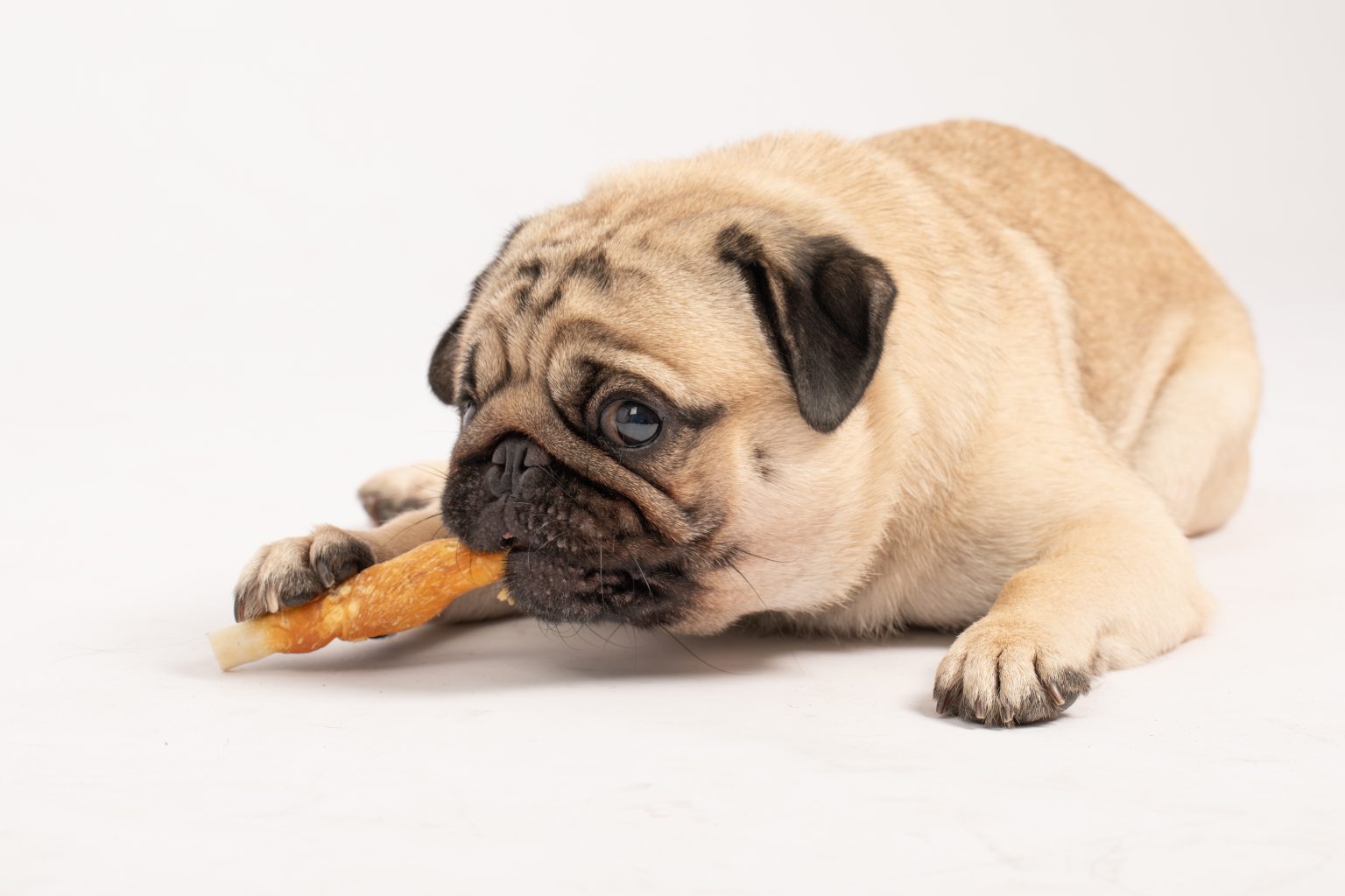 Der Hund muss abnehmen HundeKausnacks Magazin