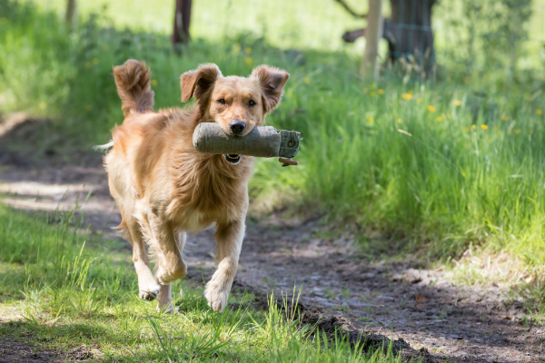 Golden Retriever Dummy Training