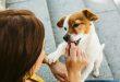 Die besten Trainingsleckerlis für Hunde finden und Ihre Fellnase mit Köstlichkeiten belohnen