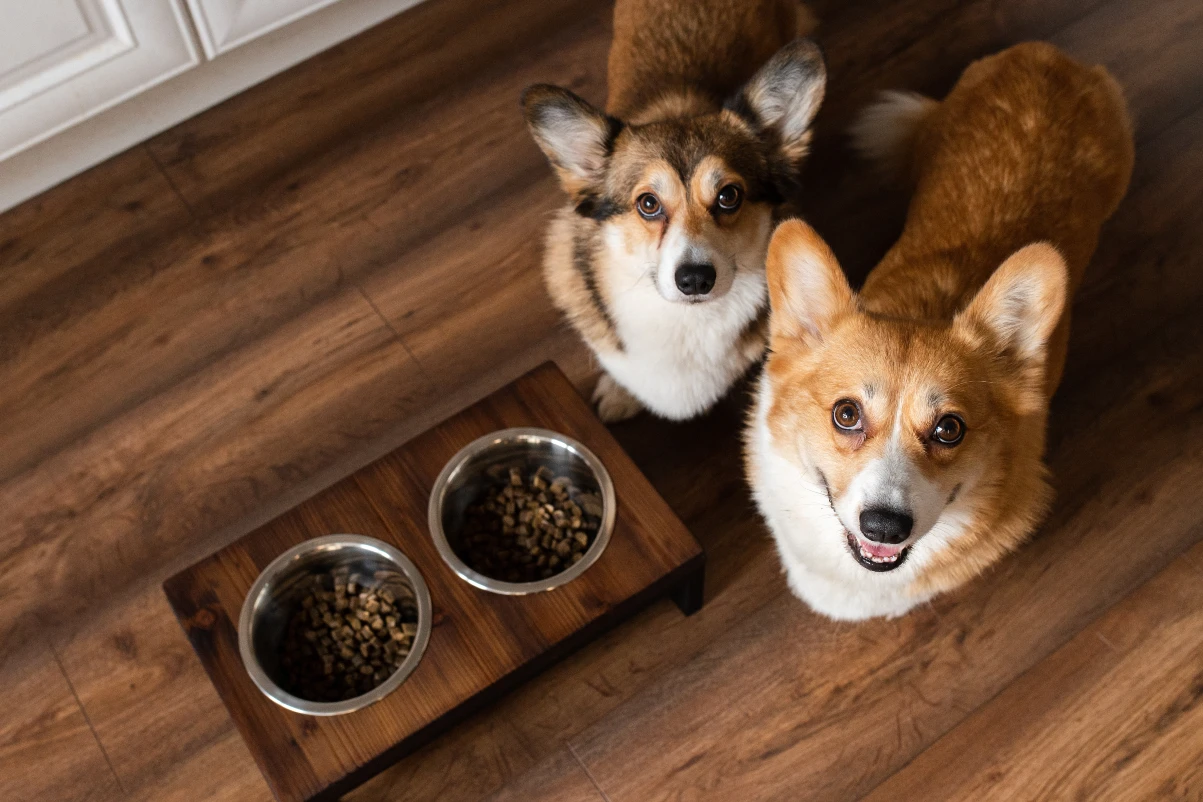 Wiegen Sie die Portionen ab, als sie zu schätzen. Nur so kann ihr Hund abnehmen. Hunde sind auf Diät und bekommen etwas weniger Futter in den Napf