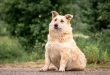 Hund mit Übergewicht