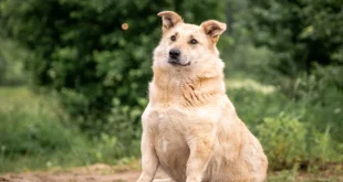 Hund mit Übergewicht