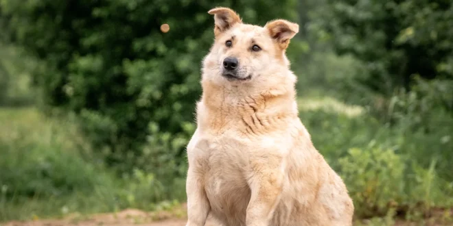 Hund mit Übergewicht