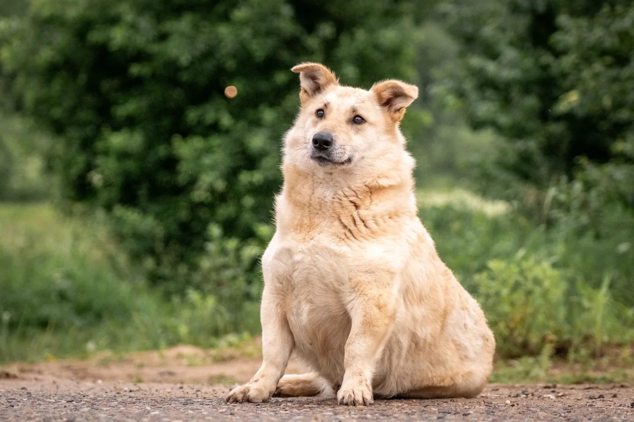 Hund mit Übergewicht