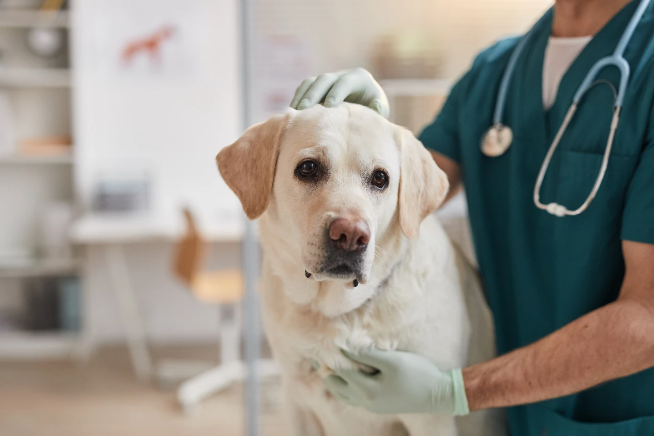 Bevor Sie Ihren Hund auf Diät setzen, machen Sie ein Check-up bei der Tierarztpraxis. übergewichtiger Hund muss abnehmen, Kontrolle beim Tierarzt