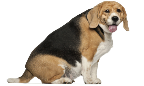 Dicker Beagle Beagle dick