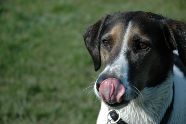 Fuer jeden Vierbeiner gibt es passende hypoallergene Hundesnacks