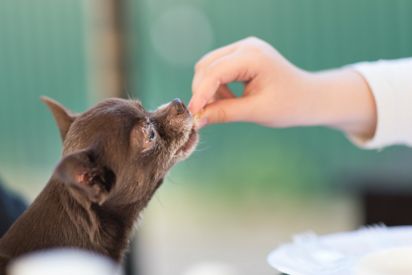 Futtermittelallergie ist keine Seltenheit