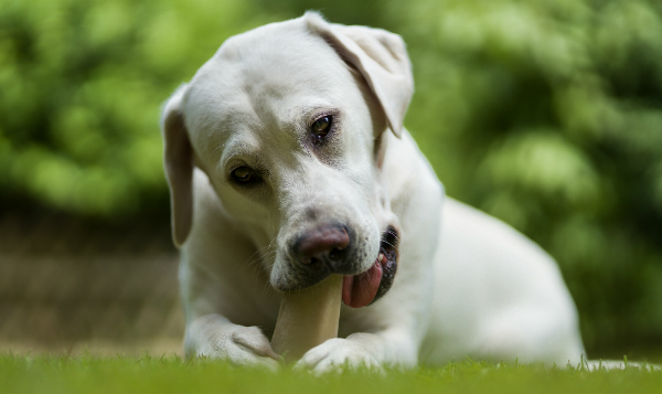 Hund isst einen leckeren Kausnack