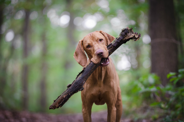 Hund mit grossem Ast im Maul