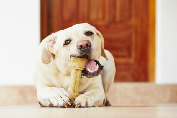 Hundeknochen pflegen die Zaehne