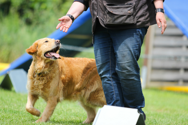 Mantrailing Hundeschule