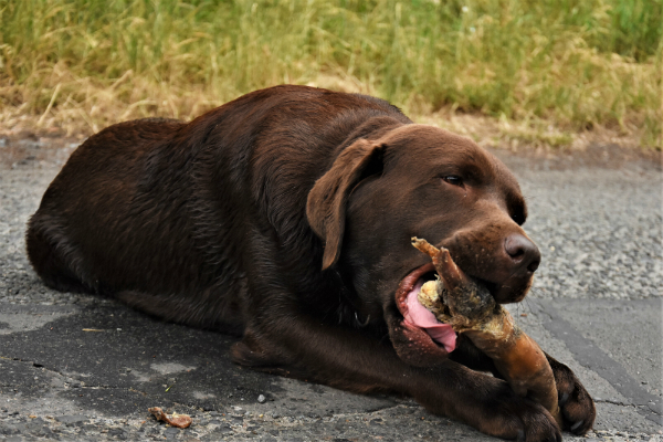 Spezielle Kauartikel fuer grosse Hunde