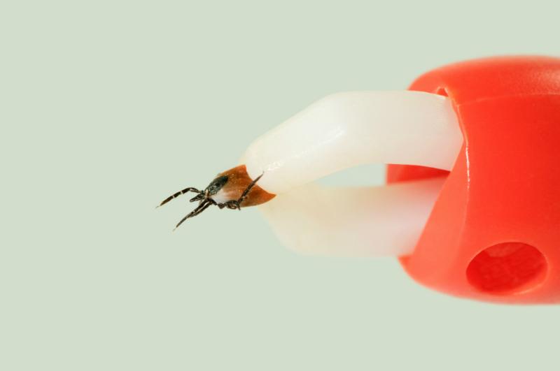 Zecken bei Hunden HundeKausnacks Magazin