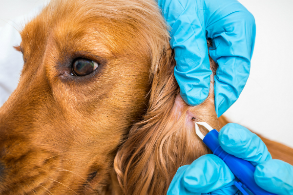 Zecken sind fuer Hunde gefaehrlich