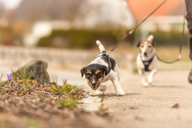 Hund zieht an der Leine HundeKausnacks Magazin