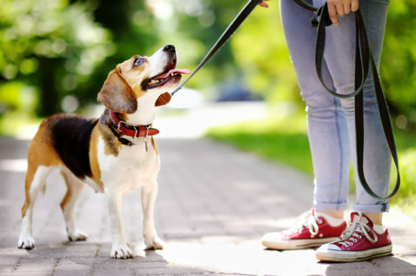 Junge Frau mit Beagle im Park