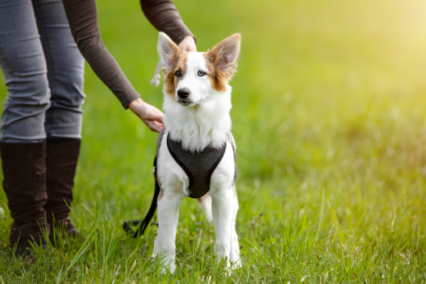 Junger Hund mit Brustgeschirr