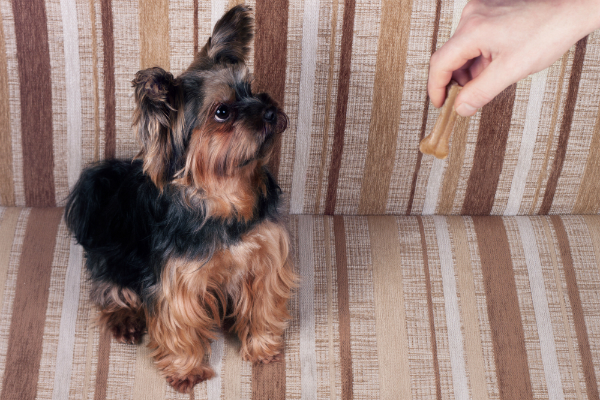 Kauknochen fuer Yorkshire Terrier