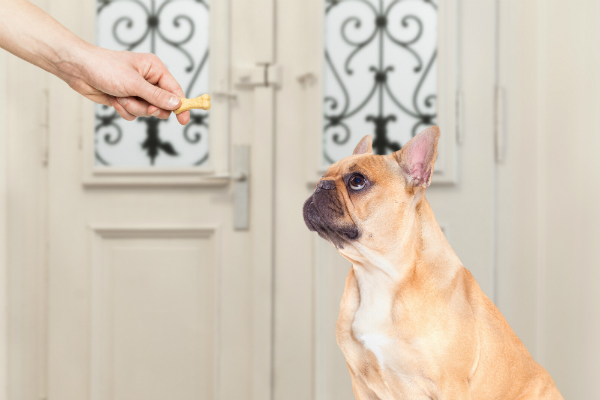 Leckerli fuer Franzoesische Bulldogge