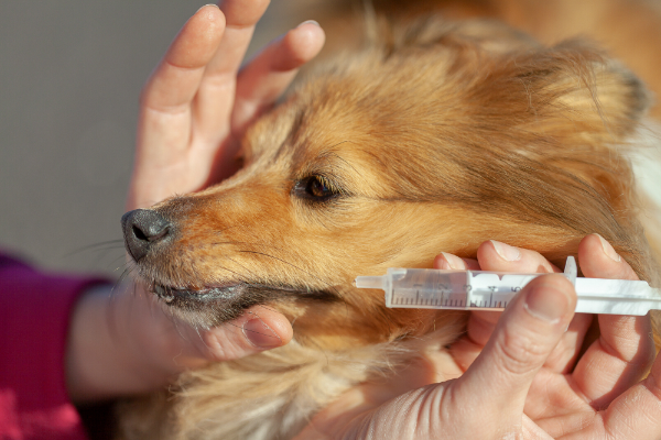 Der Hund sollte viel Flüssigkeit zu sich nehmen