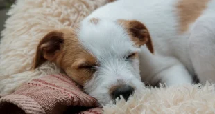 Fieber beim Hund erkennen und senken