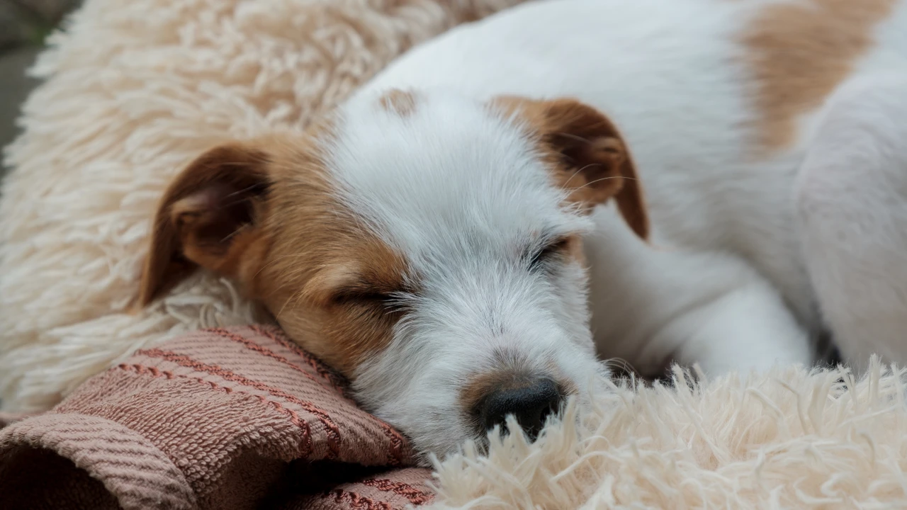 Fieber beim Hund erkennen und senken