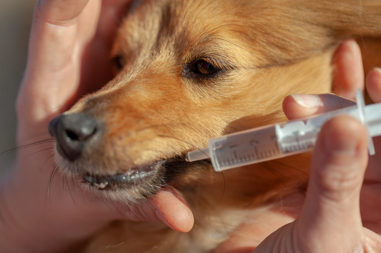 Geben Sie Ihrem fiebrigen Hund etwas Wasser mit einer Spritze, sodass er nicht dehydriert. fiebrigem Hund Wasser mit einer Spritze (ohne Kanüle) geben