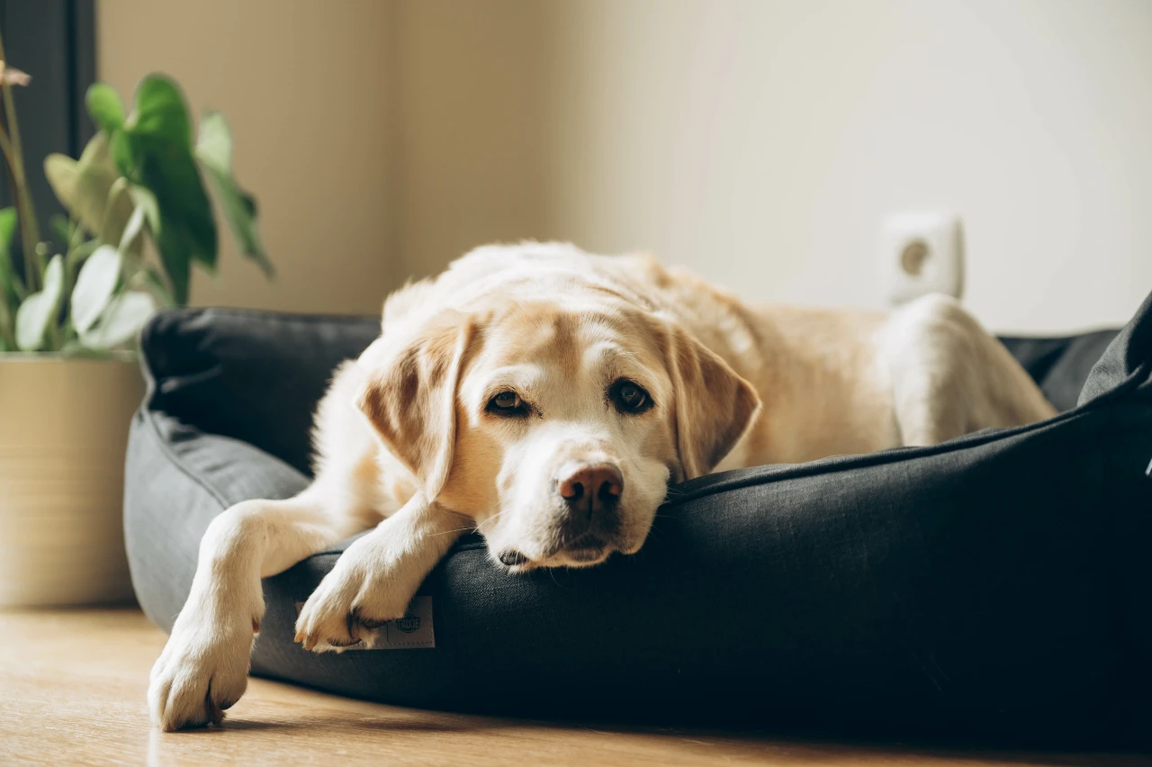 Wenn ein Hund fiebrig ist kann es viele Ursachen haben – vom Zeckbiss bis virale Infektion. Lassen Sie es ärztlich abklären! Ursachen für erhöhte Körpertemperatur beim Hund, Hund liegt schwach im Hundebett