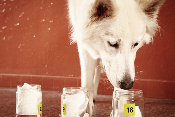 Schnüffeltraining beim Hund