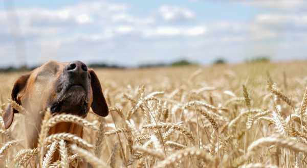 Gluten ist in bedingtem Maße geeignet