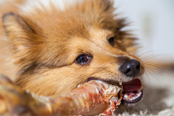 Die Sättigung bei Hunden tritt auf, wenn sie alle wichtigen Nährstoffe zu sich genommen haben