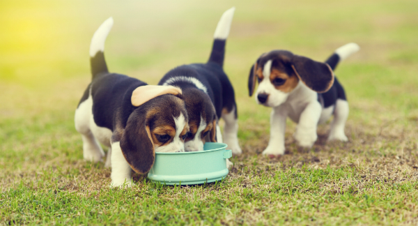 Wie ernährt man Hunde gesund?