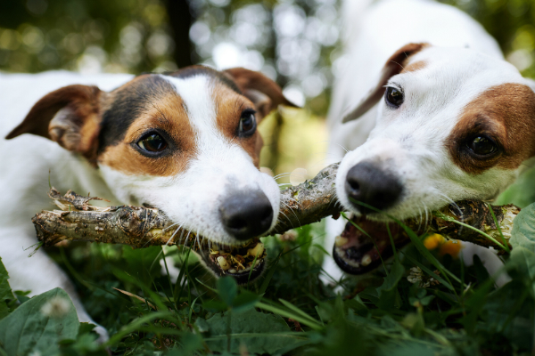 Hunde haben ein natuerliches Kaubeduerfnis