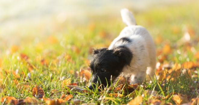 Geruchsmemory für Hunde