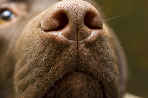 Der Hund riecht bis zu hundert Mal besser als der Mensch