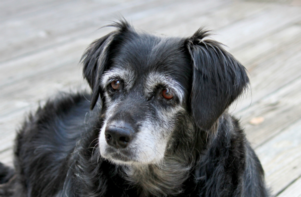 Hundesenioren benötigen weniger Nahrung