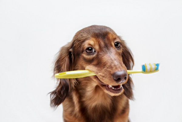 Zahnpflege beim Hund