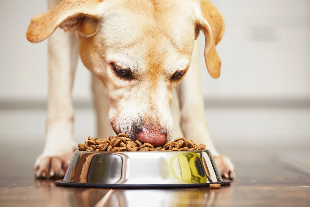Hund frisst Trockenfutter aus dem Futternapf, berechnen Sie die richtige Futtermenge für Hunde