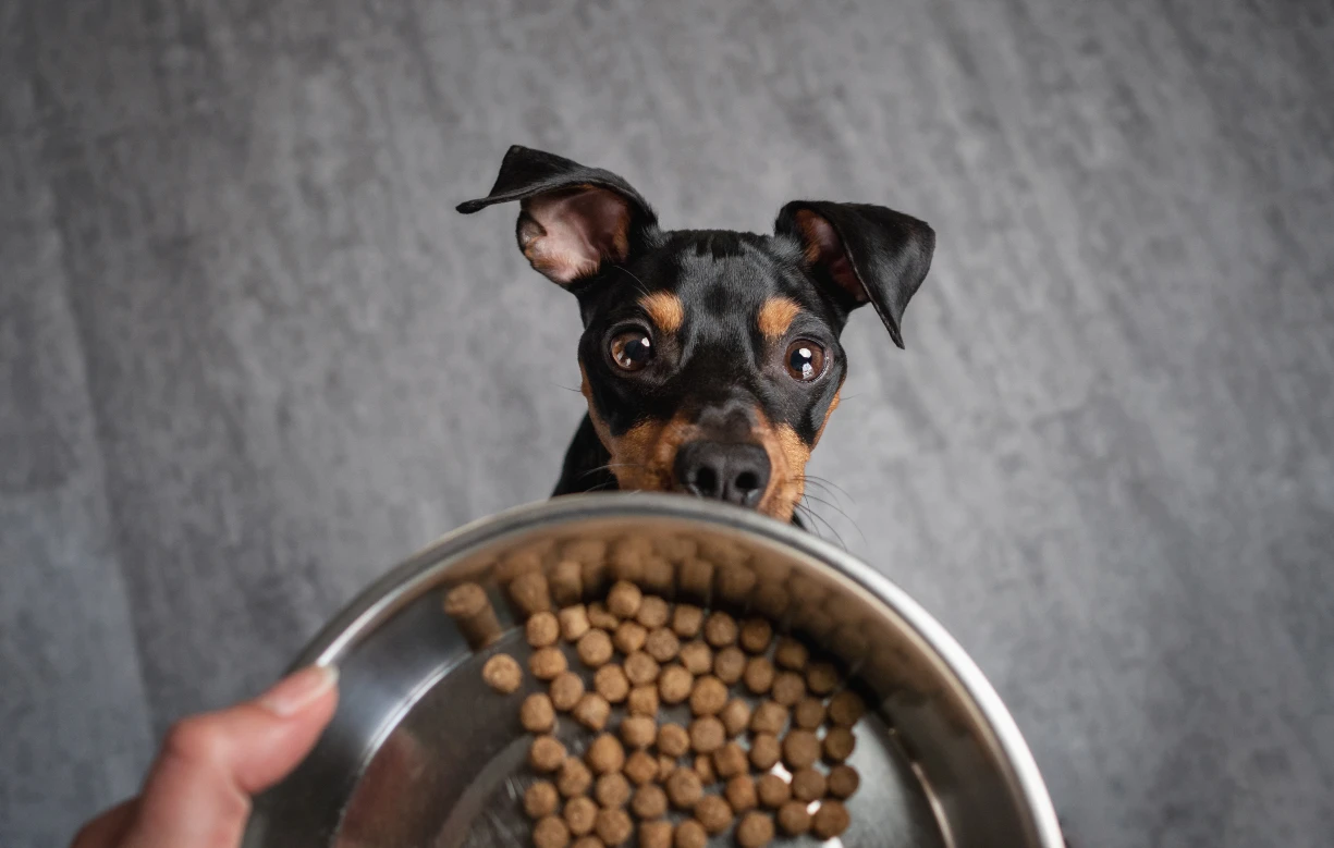 Die Futtermenge ist abhängig vom Gewicht und Größes des Hundes