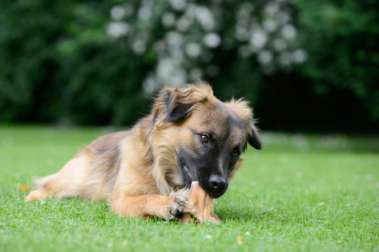Hund frisst Kauknochen, diese sollte in die tägliche Berechnung der Futtermenge für Hunde mit einbezogen werden