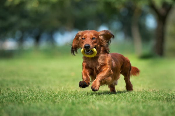 Auch Gegenstaende koennen in das Suchspiel fuer Hunde integriert werden