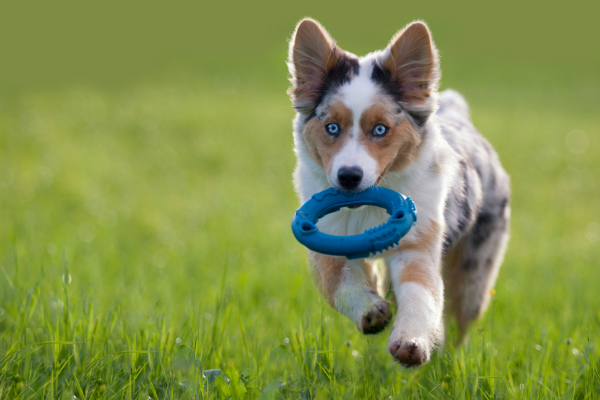 Australian Shepherd apportiert einen Ring