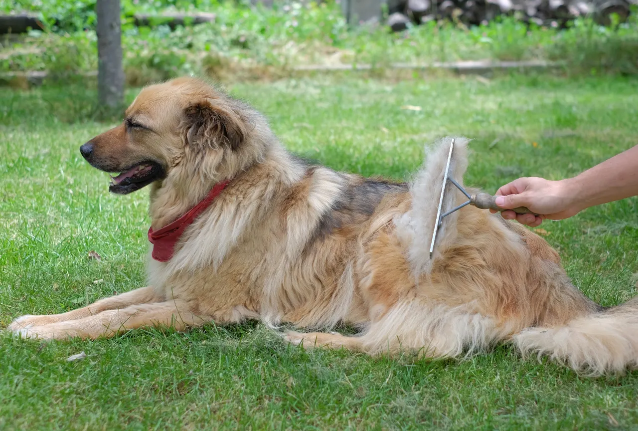 Fellwechsel beim Hund im Frühjahr