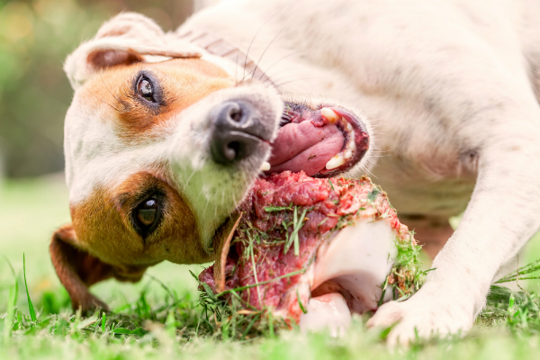 Gluecklicher Hund kaut grossen Knochen