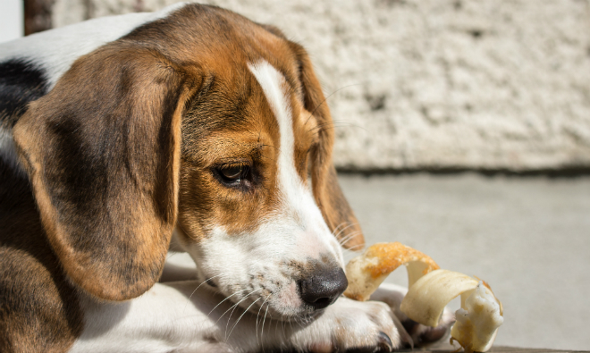 arbejde Korridor om forladelse Calcium für Hunde | Hunde-Kausnacks Magazin