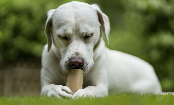 arbejde Korridor om forladelse Calcium für Hunde | Hunde-Kausnacks Magazin