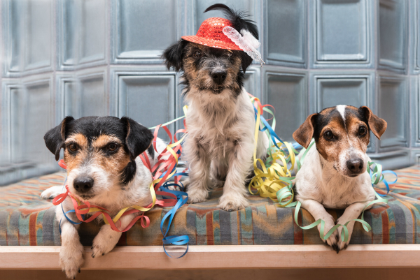 Silvester am besten mit dem Hund innen verbringen